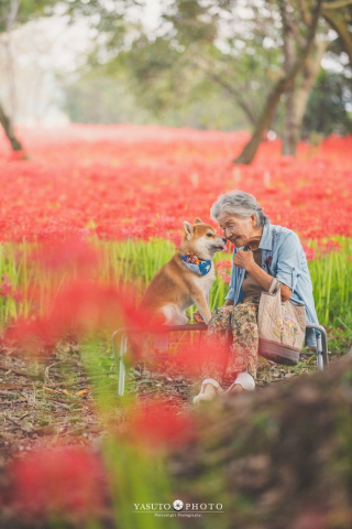 Illustration de l'article : 15 photos magnifiques et réconfortantes illustrant le lien fort entre une grand-mère et son Shiba Inu