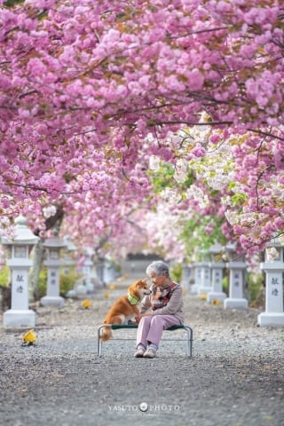 Illustration de l'article : 15 photos magnifiques et réconfortantes illustrant le lien fort entre une grand-mère et son Shiba Inu