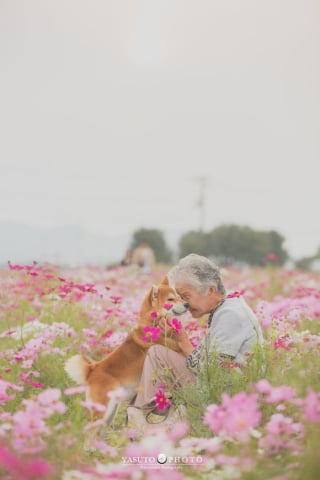 Illustration de l'article : 15 photos magnifiques et réconfortantes illustrant le lien fort entre une grand-mère et son Shiba Inu