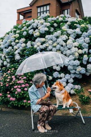 Illustration de l'article : 15 photos magnifiques et réconfortantes illustrant le lien fort entre une grand-mère et son Shiba Inu