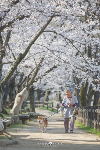 Illustration de l'article : 15 photos magnifiques et réconfortantes illustrant le lien fort entre une grand-mère et son Shiba Inu