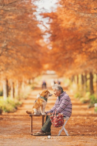 Illustration de l'article : 15 photos magnifiques et réconfortantes illustrant le lien fort entre une grand-mère et son Shiba Inu