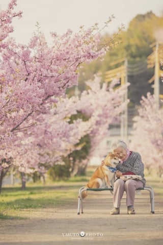 Illustration de l'article : 15 photos magnifiques et réconfortantes illustrant le lien fort entre une grand-mère et son Shiba Inu