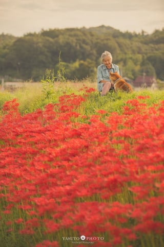 Illustration de l'article : 15 photos magnifiques et réconfortantes illustrant le lien fort entre une grand-mère et son Shiba Inu