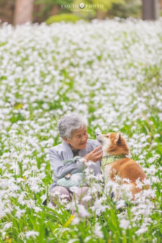 Illustration de l'article : 15 photos magnifiques et réconfortantes illustrant le lien fort entre une grand-mère et son Shiba Inu