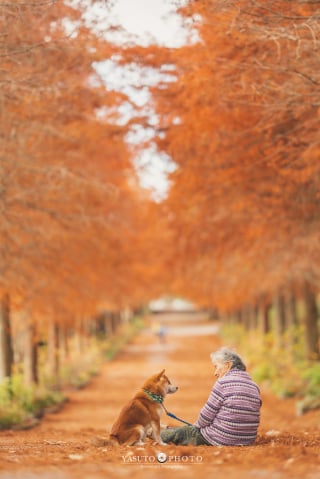 Illustration de l'article : 15 photos magnifiques et réconfortantes illustrant le lien fort entre une grand-mère et son Shiba Inu