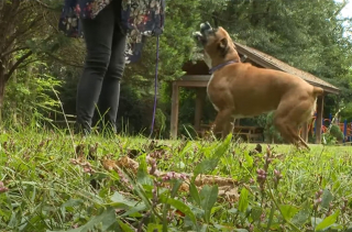 Illustration de l'article : Un chien atteint d'un cancer, qui laissait son vétérinaire impuissant, profite de sa nouvelle vie grâce à un traitement révolutionnaire