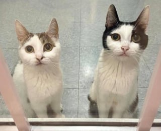 Illustration de l'article : 2 mamans de 8 chatons attendent chaque jour devant la porte vitrée du refuge pour attirer l'attention des passants