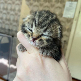 Illustration de l'article : 2 chatons orphelins sauvés de la rue à l'âge de 6 jours, grandissent ensemble en veillant continuellement l'un sur l'autre