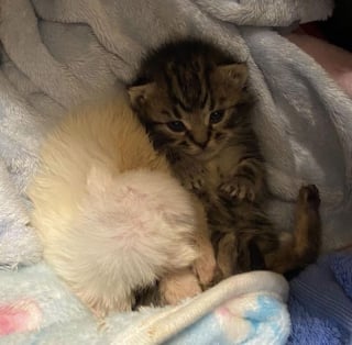 Illustration de l'article : 2 chatons orphelins sauvés de la rue à l'âge de 6 jours, grandissent ensemble en veillant continuellement l'un sur l'autre