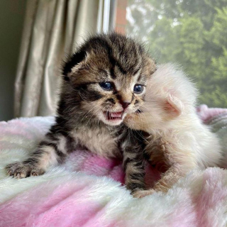 Illustration de l'article : 2 chatons orphelins sauvés de la rue à l'âge de 6 jours, grandissent ensemble en veillant continuellement l'un sur l'autre