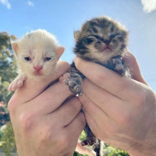 Illustration de l'article : 2 chatons orphelins sauvés de la rue à l'âge de 6 jours, grandissent ensemble en veillant continuellement l'un sur l'autre