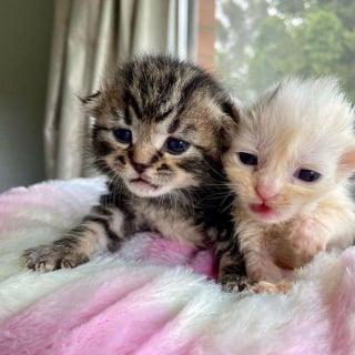 Illustration de l'article : 2 chatons orphelins sauvés de la rue à l'âge de 6 jours, grandissent ensemble en veillant continuellement l'un sur l'autre