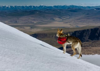 Illustration de l'article : 12 photos d'un Chien Loup Tchécoslovaque qui adore voyager avec ses propriétaires