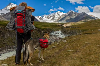 Illustration de l'article : 12 photos d'un Chien Loup Tchécoslovaque qui adore voyager avec ses propriétaires