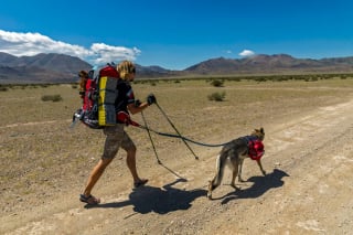 Illustration de l'article : 12 photos d'un Chien Loup Tchécoslovaque qui adore voyager avec ses propriétaires