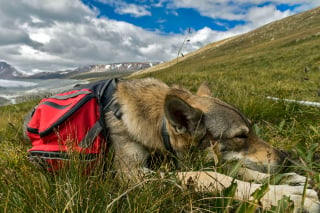 Illustration de l'article : 12 photos d'un Chien Loup Tchécoslovaque qui adore voyager avec ses propriétaires