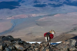 Illustration de l'article : 12 photos d'un Chien Loup Tchécoslovaque qui adore voyager avec ses propriétaires