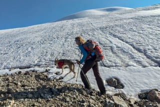 Illustration de l'article : 12 photos d'un Chien Loup Tchécoslovaque qui adore voyager avec ses propriétaires