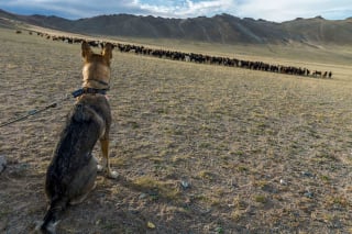 Illustration de l'article : 12 photos d'un Chien Loup Tchécoslovaque qui adore voyager avec ses propriétaires