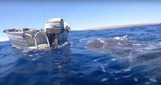 Illustration de l'article : Une plongeuse immortalise la rencontre magique entre son Labrador et un requin-baleine (vidéo)