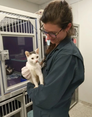 Illustration de l'article : Sauvée avec une cinquantaine de ses congénères abandonnés, une chatte enceinte met bas peu après son arrivée au refuge