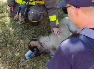 Illustration de l'article : En plus d'être le héros d'un chien sauvé d'un bâtiment en feu, ce pompier devient son meilleur ami