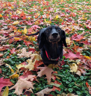 Illustration de l'article : 15 photos de chiens qui se fondent dans un joli décor automnal