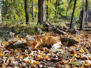 Illustration de l'article : 15 photos de chiens qui se fondent dans un joli décor automnal