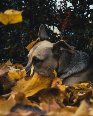 Illustration de l'article : 15 photos de chiens qui se fondent dans un joli décor automnal