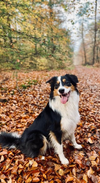 Illustration de l'article : 15 photos de chiens qui se fondent dans un joli décor automnal