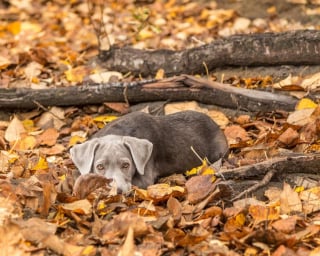 Illustration de l'article : 15 photos de chiens qui se fondent dans un joli décor automnal