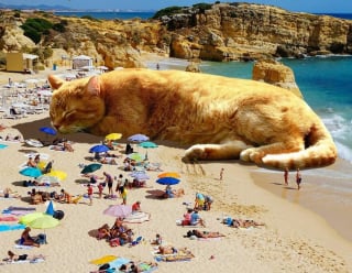 Illustration de l'article : 20 photos surréalistes de chats voyant la vie en grand 