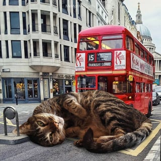 Illustration de l'article : 20 photos surréalistes de chats voyant la vie en grand 