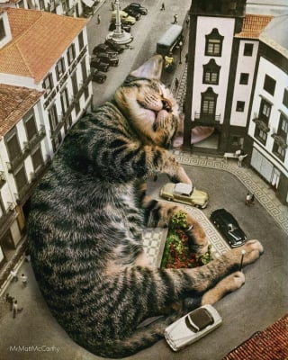 Illustration de l'article : 20 photos surréalistes de chats voyant la vie en grand 