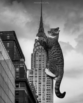 Illustration de l'article : 20 photos surréalistes de chats voyant la vie en grand 