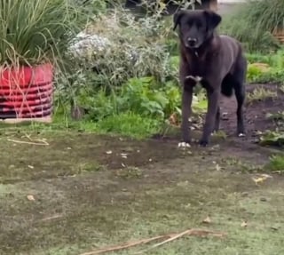 Illustration de l'article : Après 600 jours passés dans un refuge, cette chienne accepte pour la première fois une friandise de la main d'un bénévole (vidéo)