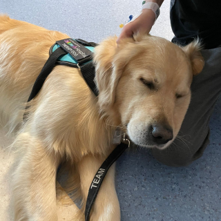 Illustration de l'article : Une équipe de chiens de thérapie a pour mission d'apaiser les enfants hospitalisés