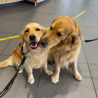 Illustration de l'article : Une équipe de chiens de thérapie a pour mission d'apaiser les enfants hospitalisés