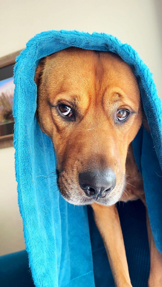 Illustration de l'article : Un chien anxieux ne se sépare plus de la couverture bleue offerte par sa nouvelle famille, qui l'aide à se calmer