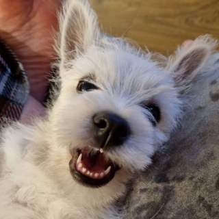 Illustration de l'article : L'acte de générosité de milliers de personnes permet à un jeune West Highland White Terrier paralysé de se déplacer normalement