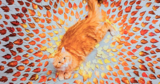 Illustration de l'article : 20 photos artistiques d'un chat roux devenu la muse de sa propriétaire