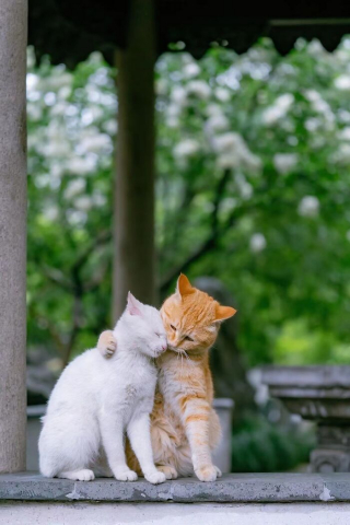 Illustration de l'article : 20 photos prouvant que 2 chats rendent la vie 2 fois plus amusante et agréable