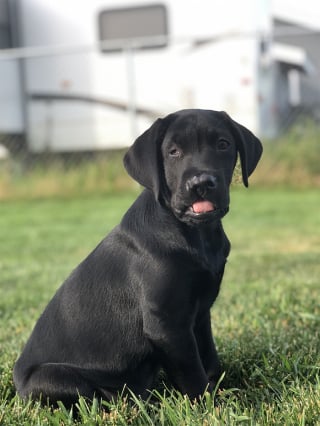 Illustration de l'article : Victime d'une malformation, un Labrador renaît de ses cendres à la suite d'une opération chirurgicale importante 