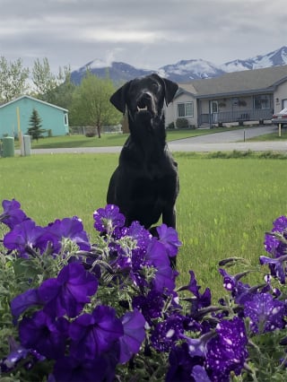 Illustration de l'article : Victime d'une malformation, un Labrador renaît de ses cendres à la suite d'une opération chirurgicale importante 