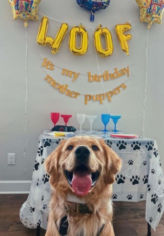 Illustration de l'article : Une famille aime tellement son chien qu'elle lui organise une fête surprise pour son premier anniversaire ! (Vidéo)