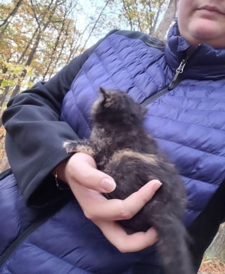 Illustration de l'article : Le destin a guidé les pas de ces randonneurs vers un chaton chétif, qui errait seul dans les bois