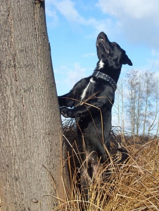 Illustration de l'article : Un Labrador coincé dans un arbre à 5 mètres du sol espérait uniquement l'arrivée des pompiers