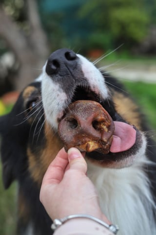 Illustration de l'article : Cani-gourmand présente ses friandises 100% naturelles et son calendrier de l’Avent pour chien