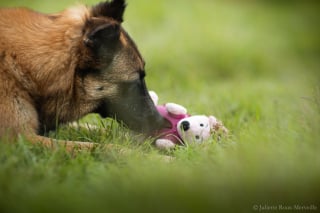 Illustration de l'article : Cani-gourmand présente ses friandises 100% naturelles et son calendrier de l’Avent pour chien